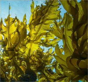Alga marina